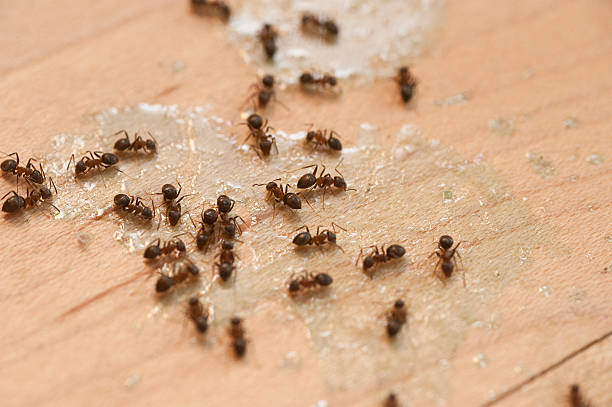  Roseville, MN Pest Control Pros